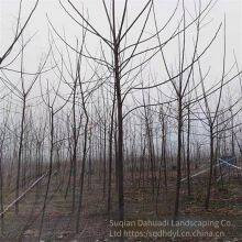 Price of 7 - Centimeter Melia Azedarach Trees With High Survival Rate thumbnail-1