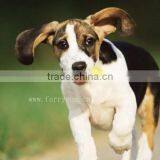 2015 Wholesale Dog Accessories, Foldable Frisbee Blank thumbnail-2