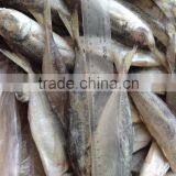 New 150 200g Horse Mackerel