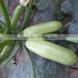 Jade 5 light green straight cylinder hybrid f1 squash seeds