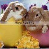 Custom Animal 3D Flip Picture With Lenticular thumbnail-3