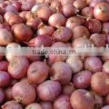 FARM FRESH RED NASIK ONIONS