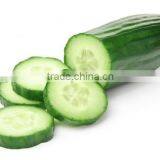 Cucumber Exporters thumbnail-3