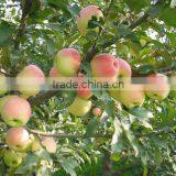 Supply Shaanxi Fresh Red Green Qinguan Apple 90#,95#,100#