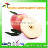 2016 New Season Natural Healthy Liaoning Hanfu Red Apple