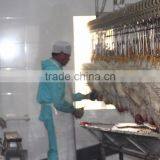 Broiler Chicken Slaughter---1000 Chickens per Hour Meat Processing Plant 008618052092685 thumbnail-5
