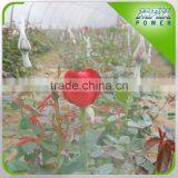 Flower Garden Greenhouse Irrigation Series thumbnail-5