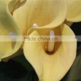 Artificial Flowers Wholesale Wholes PU Bundled Calla Lily thumbnail-2