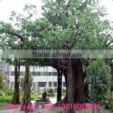 LXY081903 Large Outdoor Artificial Trees Plastic Banyan Tree Foliage Plants Cheap Artificial Tree thumbnail-1