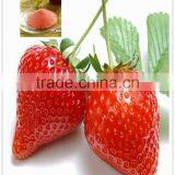 China Supplier of Fruit Flavor Powder thumbnail-1