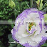 Beautiful Purple Ring Eustoma Flowers For Export thumbnail-3