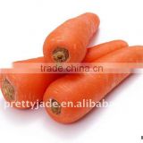 professional supplier of fresh carrot