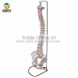 BIX-A1009 Life-Size vertebral column ,spine with pelvis model