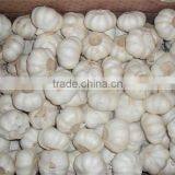 Garlic in Brine Garlic Pickles Garlic thumbnail-1