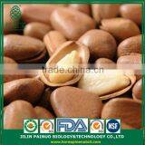 Wholesale Solar Energy Price Open Pine Nuts in Shell