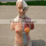 45cm Human Mini Dual-sex Torso Model