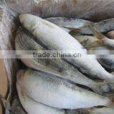 New Fresh 80-100g Frozen Sardine Bait thumbnail-2