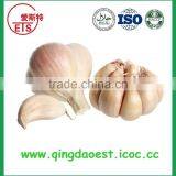 Fresh Garlic With Good Price New Fresh Normal White Garlic thumbnail-3