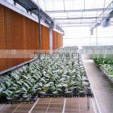 Commercial Greenhouse thumbnail-3