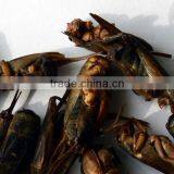 Freeze Dried Crickets, Bird & Reptiles Pet Food thumbnail-2