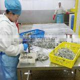 Frozen Sliced Octopus thumbnail-3