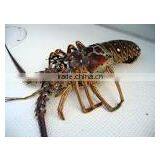 Live Spiny Lobster thumbnail-1