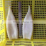 Frozen Squid Tube U5 U7 U10 thumbnail-3