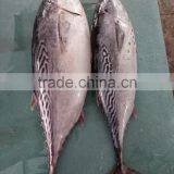 Good Quality Bonito Tuna Frozen Eastern Little Tuna 750G+ for Sale thumbnail-1