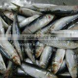 Export Wholesale Fish Frozen Sardine Fish thumbnail-1