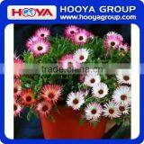 Roll n Grow Flower & Lazy Flower Carpet thumbnail-5