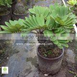 Zamia Furfuracea thumbnail-1
