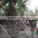 Lagerstroemia Indica Formed Shape Plants thumbnail-3