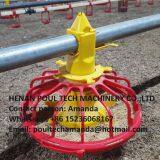 Libya Poultry Farm Equipment Automatic Broiler Floor Raising System & Chicken Deep Litter System With Automatic Drinking& Feeding System in Chicken Coop