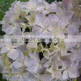 Factory Hotsell Hydrangea Bundle thumbnail-5