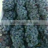 Chinese Fresh Black Globe Grape thumbnail-1