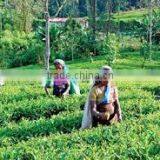 Suvimie Ceylon Ruhunu Black Tea thumbnail-3