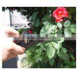 Popular Pruning Clamp Pruning Tool