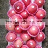 Hot Sale Chinese Fuji Apple thumbnail-3