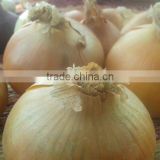 Cheapest yellow onions