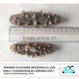 Fresh Sea Cucumber thumbnail-2