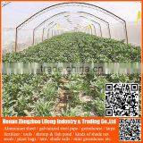 Chinese Factory pe Greenhouse Anti Insect Proof Net , Plastic Vegetable Anti Insect Net , Nylon Agricultural Anti Insect Net thumbnail-5