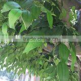 SJ2001007 Factory Make Huge Giant Large Decorative Fake Outdoor Artificial Banyan Ficus Tree for Decoration thumbnail-4