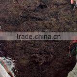 Gracilaria Seaweeds thumbnail-6