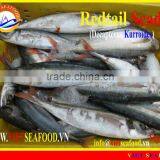 W/R FROZEN REDTAIL SCAD thumbnail-1