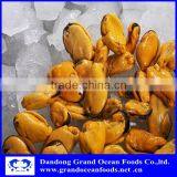 Свежезамороженная варёная мясо мидий thumbnail-2