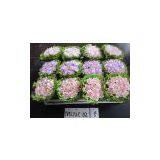 Foam Rose thumbnail-2