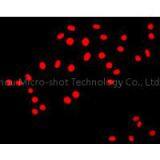 Inverted Fluorescence Microscope MF53 thumbnail-2