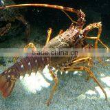 Live Spiny Lobster for Sale thumbnail-1