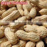 Roasted Peanut in Shell