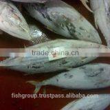 Skipjack Whole Round (frozen on Board) thumbnail-4